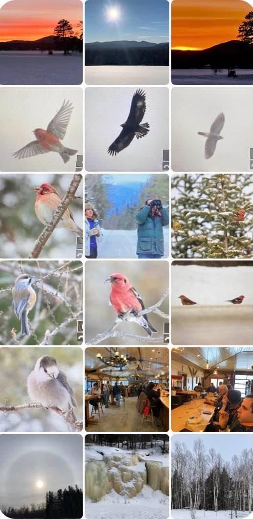 Boreal Trip collage 

More Images from my trip to the Adirondacks last weekend with Ryan Mandelbaum. Here’s the trip report: ebird.org/tripreport/346…