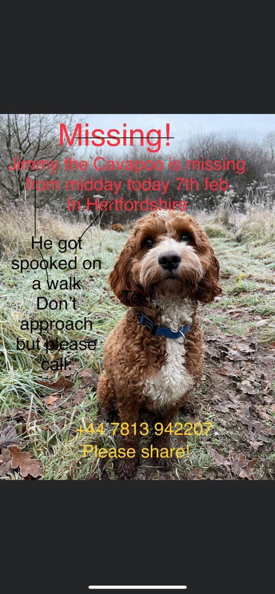 GravesSusie's tweet photo. Missing dog - got spooked today in Hertfordshire. This is the much loved pet of friends of ours. If anyone see Jimmy please call the number on the picture. The kids (and parents) are devastated.

Please retweet, esp to Herefordshire area. https://t.co/KASqAQntoz