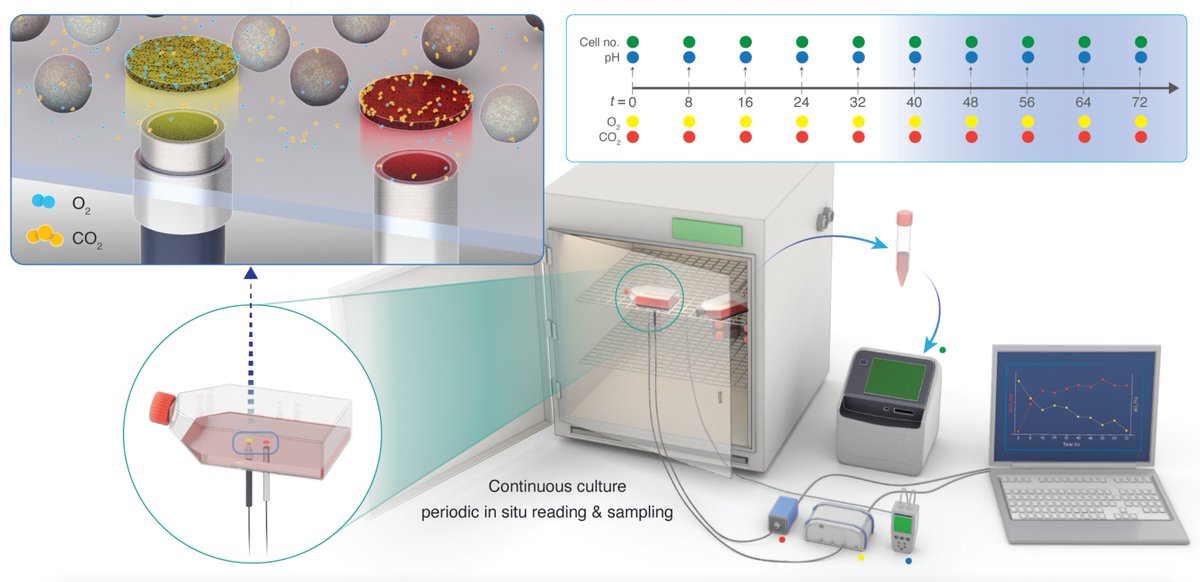 Communications Biology (@commsbio) on Twitter photo Luminescence-based gas measurements on human cell cultures deviate from physiological conditions, showing the need for careful analysis of data obtained from standard cell lines. @Shannon_grace_, <a href="/Samhan182/">Samhan Alsolami</a>, <a href="/carlosduartephd/">Carlos Duarte</a>, <a href="/Mo_Li_KAUST/">Mo</a>, <a href="/KaustResearch/">KAUST Research</a>
nature.com/articles/s4200… Luminescence-based gas measurements on human cell cultures deviate from physiological conditions, showing the need for careful analysis of data obtained from standard cell lines. @Shannon_grace_, <a href="/Samhan182/">Samhan Alsolami</a>, <a href="/carlosduartephd/">Carlos Duarte</a>, <a href="/Mo_Li_KAUST/">Mo</a>, <a href="/KaustResearch/">KAUST Research</a>
nature.com/articles/s4200…