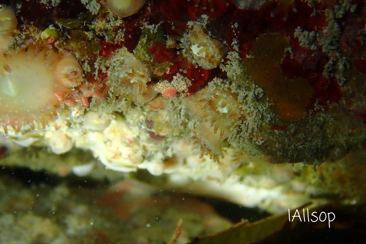 Scilly jewels even at 8m on a shore dive!

#underwaterscilly