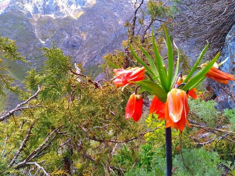 MukhtarRajabzad's tweet photo. در انتظار بهار فرخار-تخار
#Farkhar https://t.co/2KFt8cHwIp