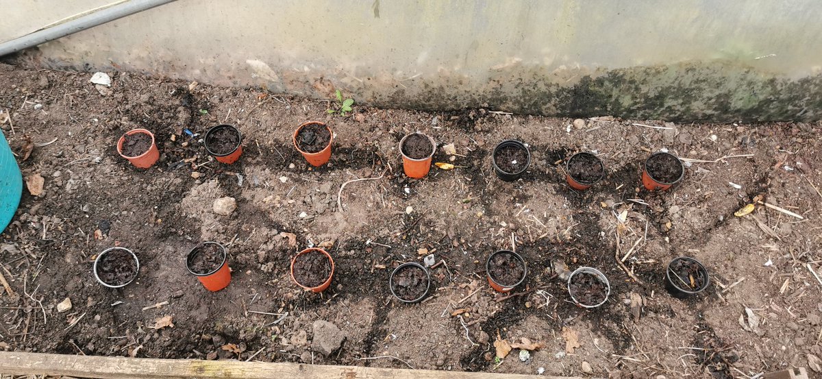 A great session <a href="/TSASAllotment/">Thorpe St Andrew School Allotment</a> it was great to see the rhubarb through and having help from a <a href="/DofeTsas/">Thorpe St Andrew School DofE</a> student planting our first plants (tomatoes) of the season @ThePapillonPro