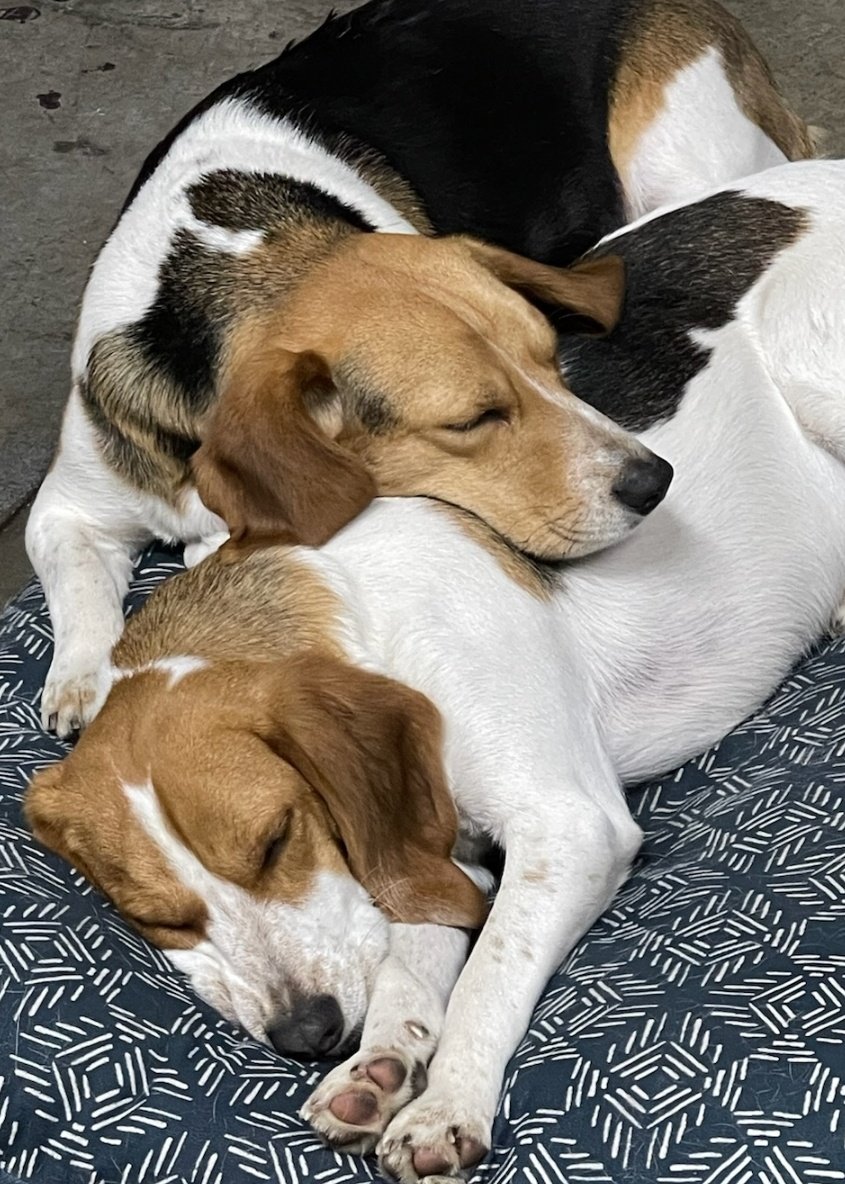 HideSteel's tweet photo. Mid-day siesta for the #SteelHide quality control team! #sleepingonthejob #beagle #beaglepups #beagles #beaglelife #dogsoftwitter https://t.co/y5JCVH9nQc