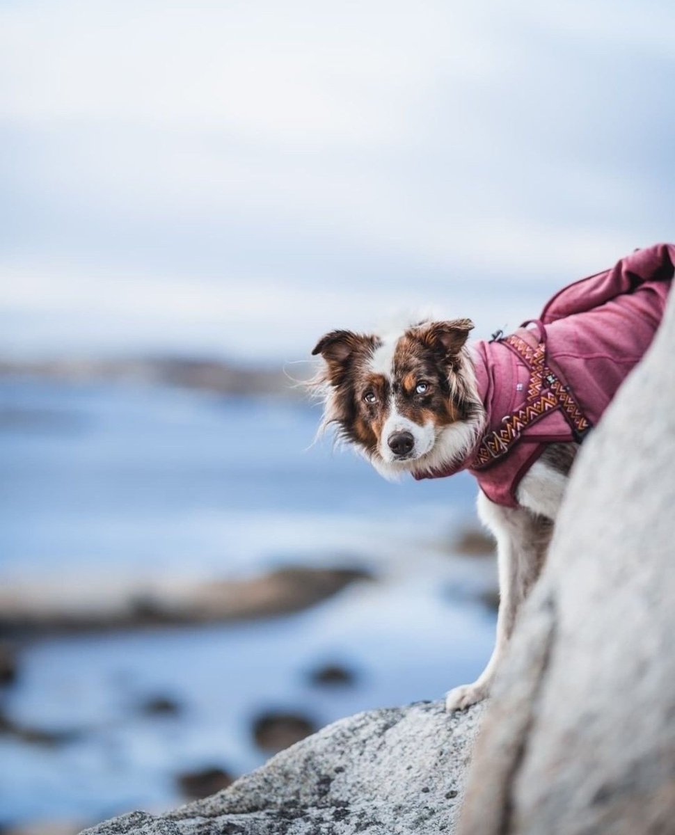 Hiding from Monday 👀

Instagram.com/siblingtails

#hurttaamerica #razzledazzle