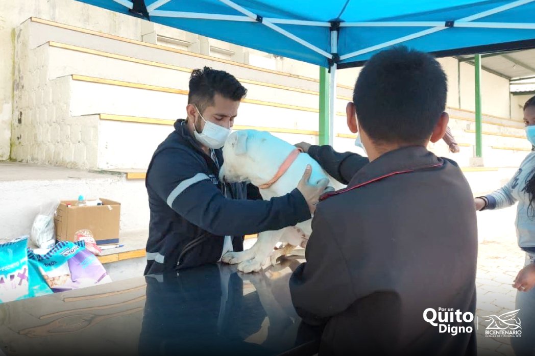 UBAQuito's tweet photo. 🤝🏽 👩🏽‍⚕️ ¡EL trabajo en el los sectores afectados por el aluvión es diario! Con el apoyo de la comunidad médica veterinaria, veterinarios no agremiados, voluntarios y nuestro personal, seguimos examinando a los animales del lugar para mejorar su situación actual. #JuntosPorQuito https://t.co/VeLnLz9QmI