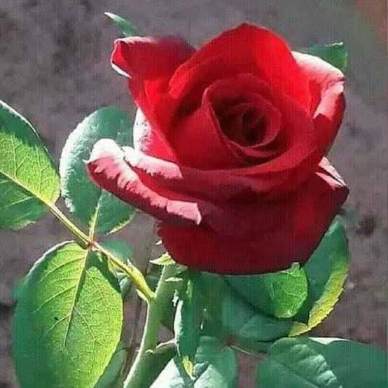 কে না জানে ভোরের আলো ফুল ফোটায়। 

স্বচ্ছ শিশিরভেজা পাপড়ি ভৈরবী ডেকে যায়, 
যেন সাত সমুদ্র এর গর্জন আছড়ে পড়ে
তোমার দুঃখের পর্দায়। 

আকুল চোখের জলবাতাস সরিয়ে হাত রেখেছো বিন্যস্ত কাঁটায়!
কে না জানে 'ভালোবাসা' লেখা থাকে 
যত্ন ভরা গোলাপ ফোটায়। 

ছবি - সংগৃহীত