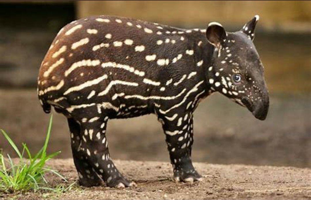 <a href="/SophieScholl43/">SophieScholl</a> Bless you.  Here is a baby tapir to cheer you up.