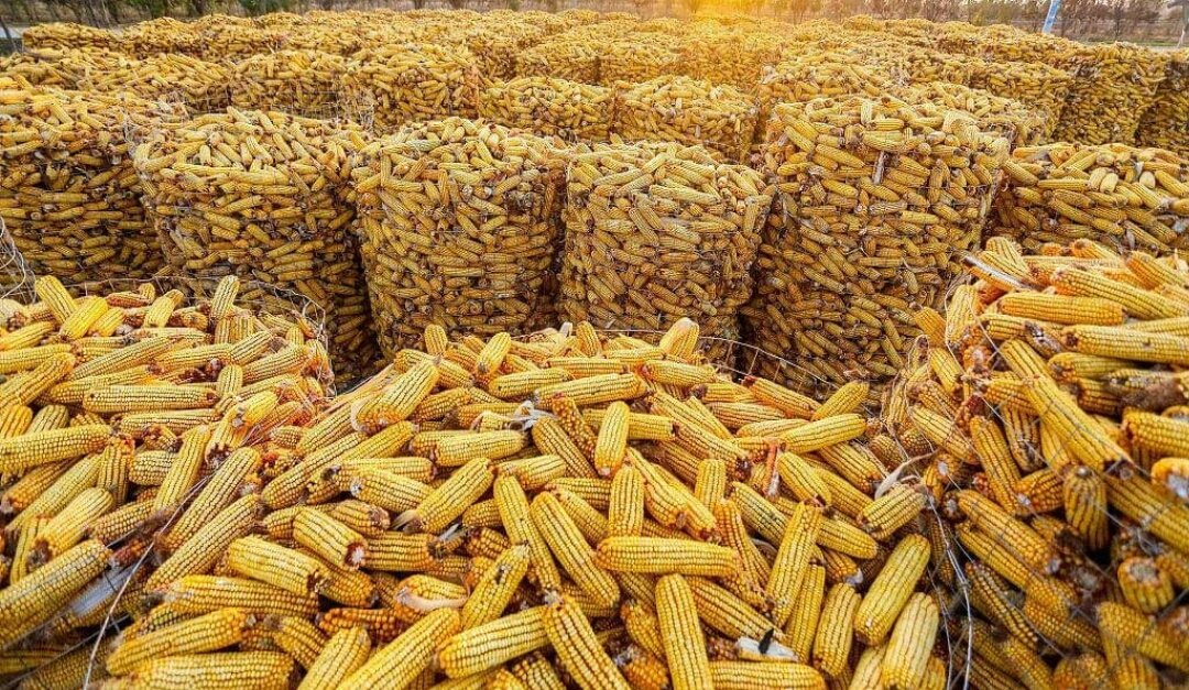 jfl_kenya's tweet photo. Be a farmer, be a millionaire #CornMaize https://t.co/TmDkJeEWz0
