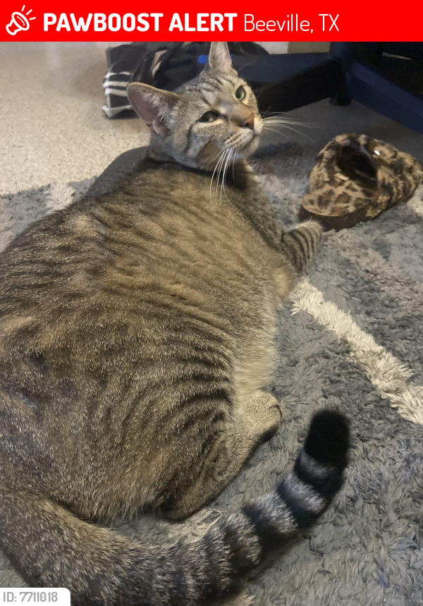 TXLostPets's tweet photo. Please RT! Beans went #missing on February 5, 2022 in Beeville #Texas 78102 near Hancock street #lostcat #lostpets #pawboost https://t.co/leb3xf2eqi https://t.co/MrDQhRofaU