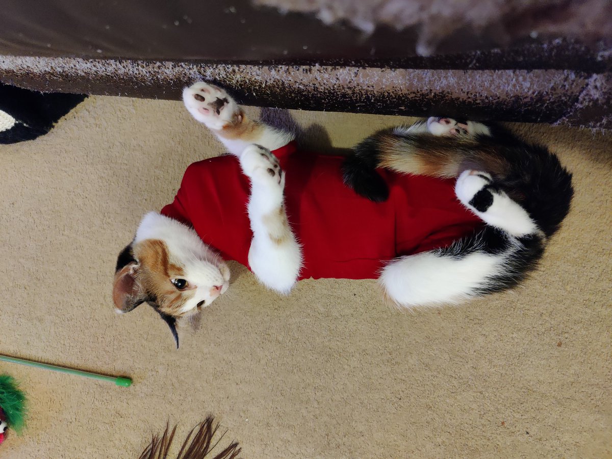 My sisfur went to the V.E.T today and she came back with a cute outfit. 
#NoKittens #CatsOfTwitter