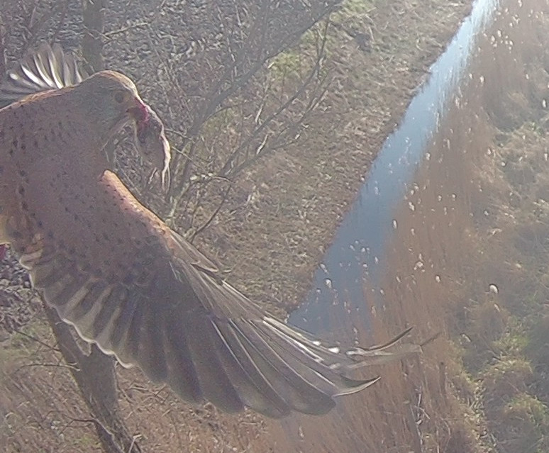 De torenvalken zijn druk rond het nest.