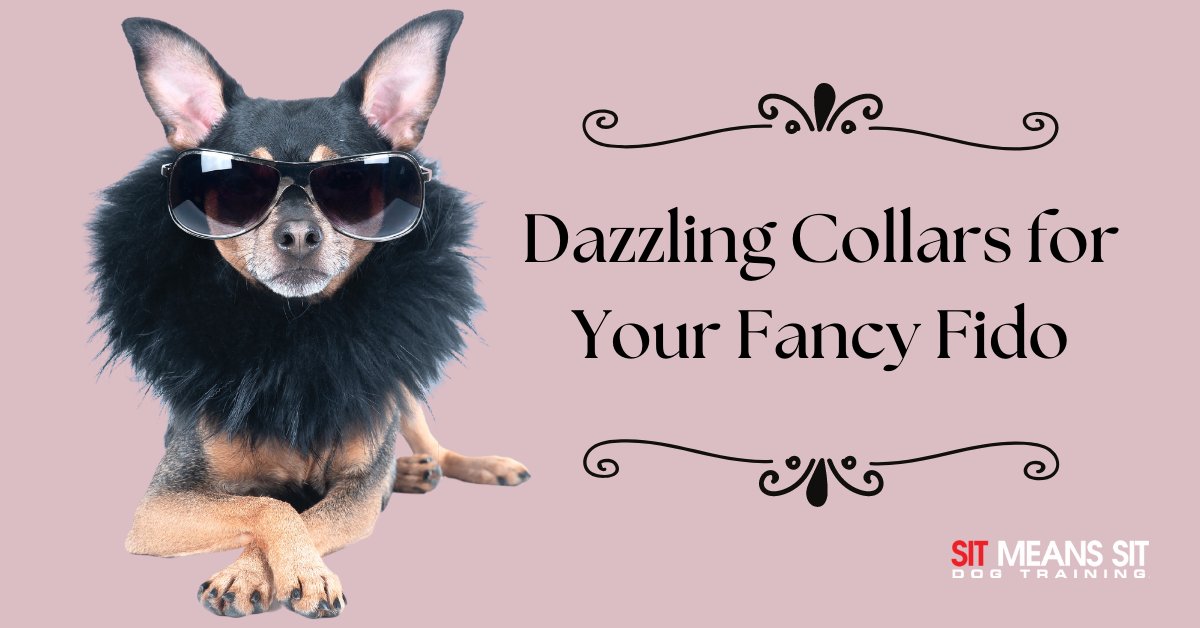 SMSTulsa's tweet photo. Dazzling Collars for Your Fancy Fido | https://t.co/7nh7ma8Z7e https://t.co/GQIns3kOBK