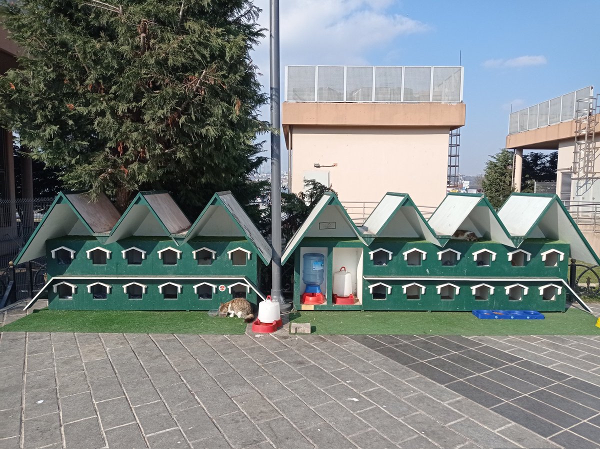 cemalakmn's tweet photo. Yaşam mimarı TOKE (toplu kedi evleri) https://t.co/JdSo5qMtxM