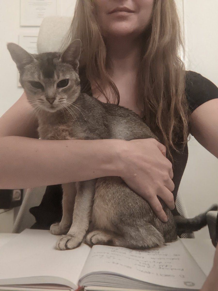 electrobabe's tweet photo. Nothing is as annoying as a cat that forgot she had a full bowl
#workingCatMom #CatsOfTwitter https://t.co/aFyXDcIaaX