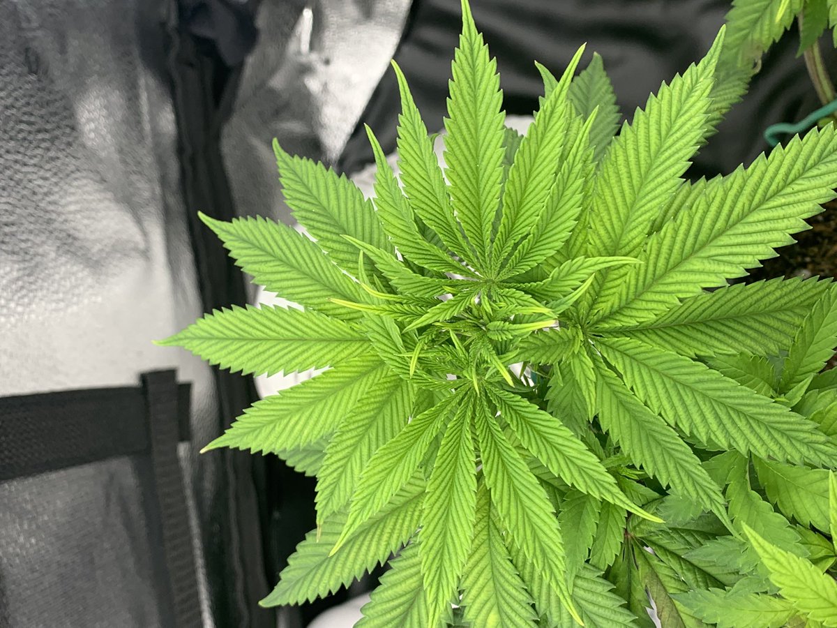 TheCannaChronic's tweet photo. The smell filling the room when I open up this tent is wonderful, fruity and sweet.
Jungle Cake Runtz ladies are about to
head to flower…
#SpiderFarmer SF1000 grow kit https://t.co/aEnqc8Mnoi