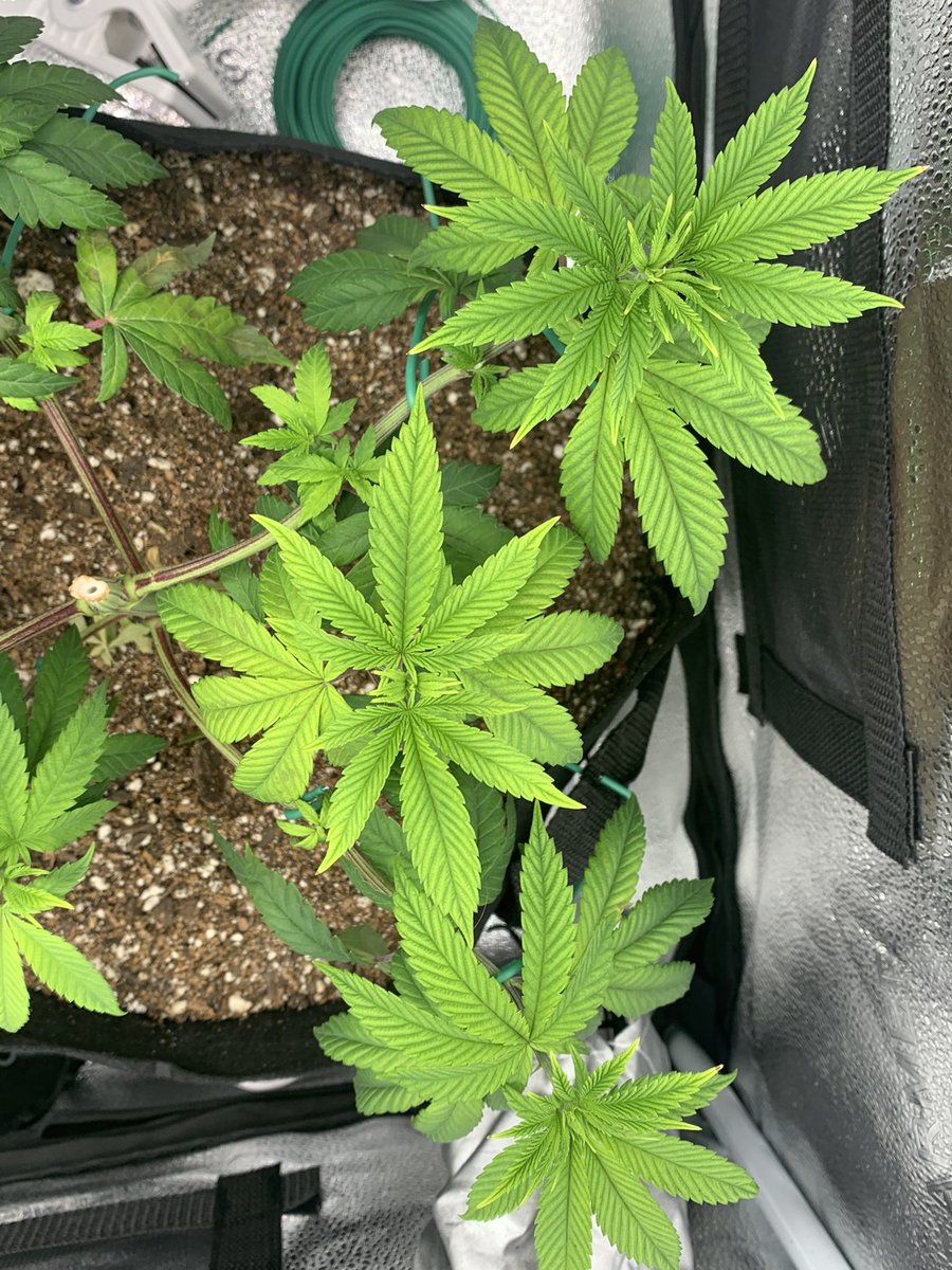 TheCannaChronic's tweet photo. The smell filling the room when I open up this tent is wonderful, fruity and sweet.
Jungle Cake Runtz ladies are about to
head to flower…
#SpiderFarmer SF1000 grow kit https://t.co/aEnqc8Mnoi