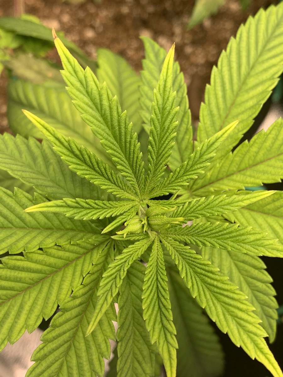 TheCannaChronic's tweet photo. The smell filling the room when I open up this tent is wonderful, fruity and sweet.
Jungle Cake Runtz ladies are about to
head to flower…
#SpiderFarmer SF1000 grow kit https://t.co/aEnqc8Mnoi