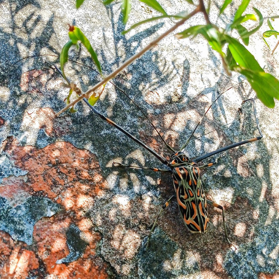 NaturalistaUY's tweet photo. Este Escarabajo Arlequín (Acrocinus longimanus), observado en Paso Centurión por laura_magallanes, ¡es nuestra Observación del Mes en NaturalistaUY!
-
Más detalles en https://t.co/azNWBsWf2b 
#beetle #entomology #cerambycidae #observaciondelmesNaturalistaUY https://t.co/wQYS9HCmBW