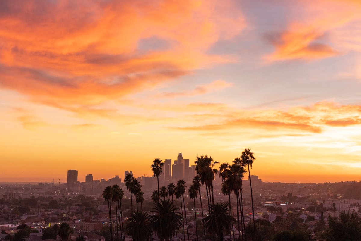 How many palm trees are in LA?