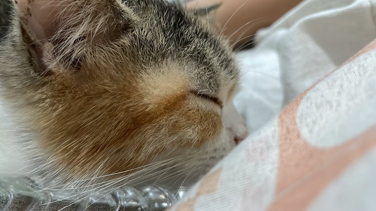 โลมา 🐬 (@dolphinxfortune) on Twitter photo 