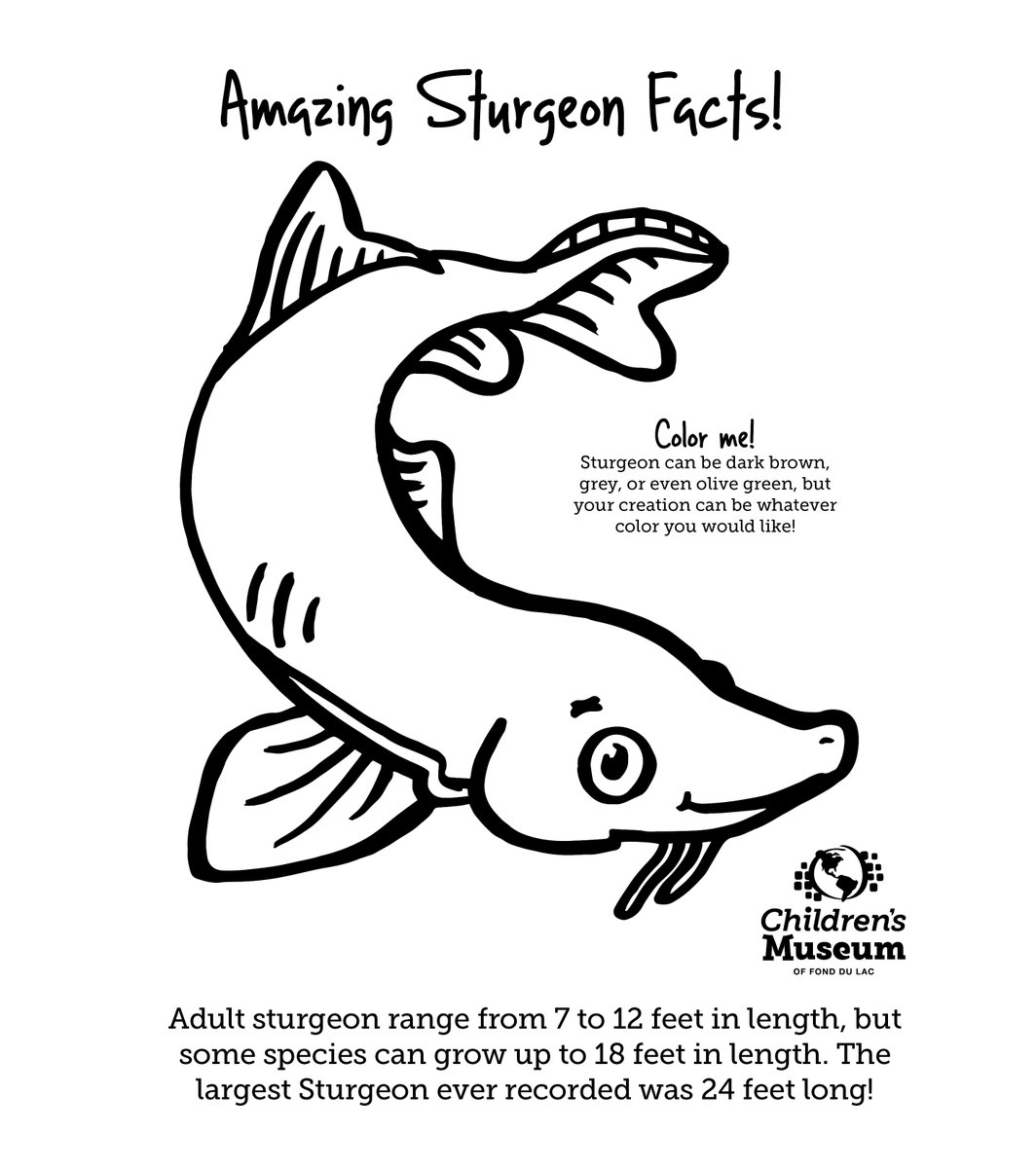 CMFDL's tweet image. Join us Fri, Feb 11 &amp;amp; Sat, Feb 12 for Sturgeon Stories to learn more about this unique sport!

Did you know that adult sturgeon range from 7 to 12 feet in length, but some species can grow up to 18 feet in length. The largest Sturgeon ever recorded was 24 feet long!