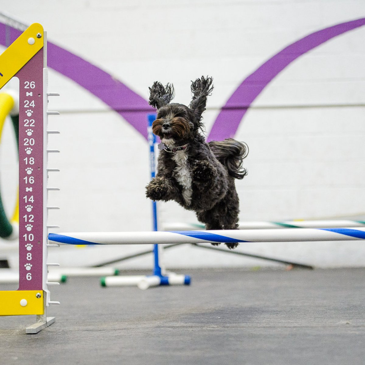 FrolickDogs's tweet photo. What's your favorite part about bringing your dog into the gym for a #FrolickDogs workout? #AlexandriaDogs #AlexandriaPets #doggym https://t.co/u2xQaiz6c8