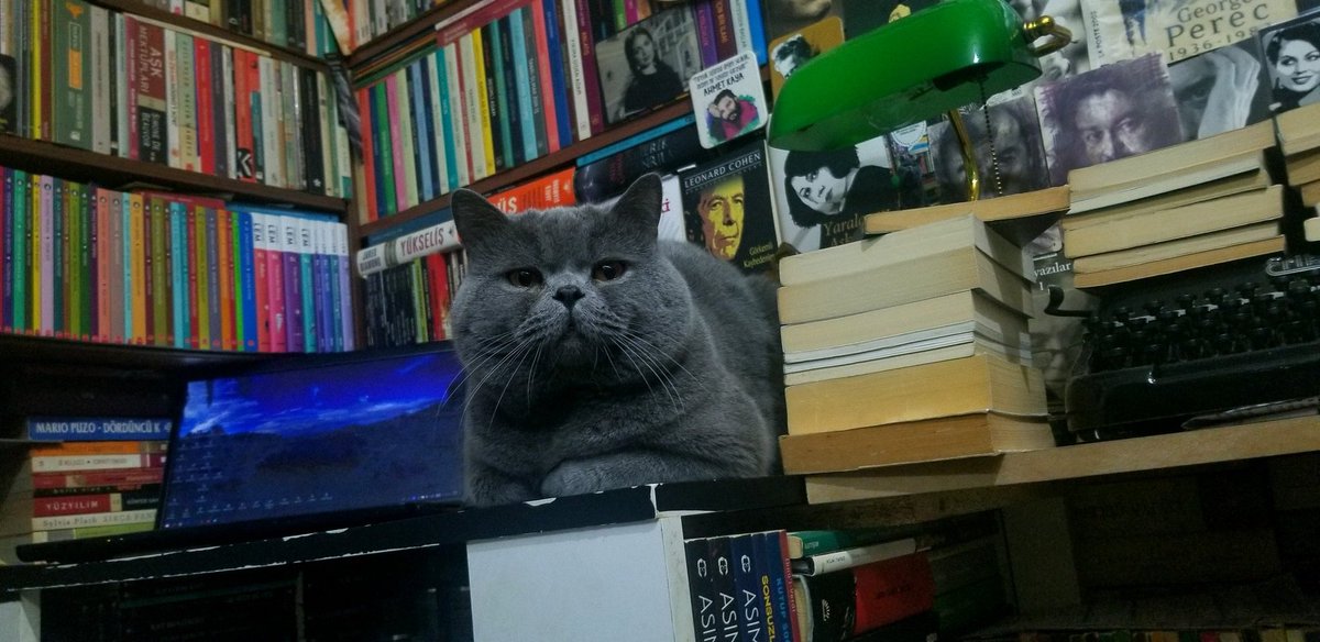 Tapınak Sahaf tweet media
