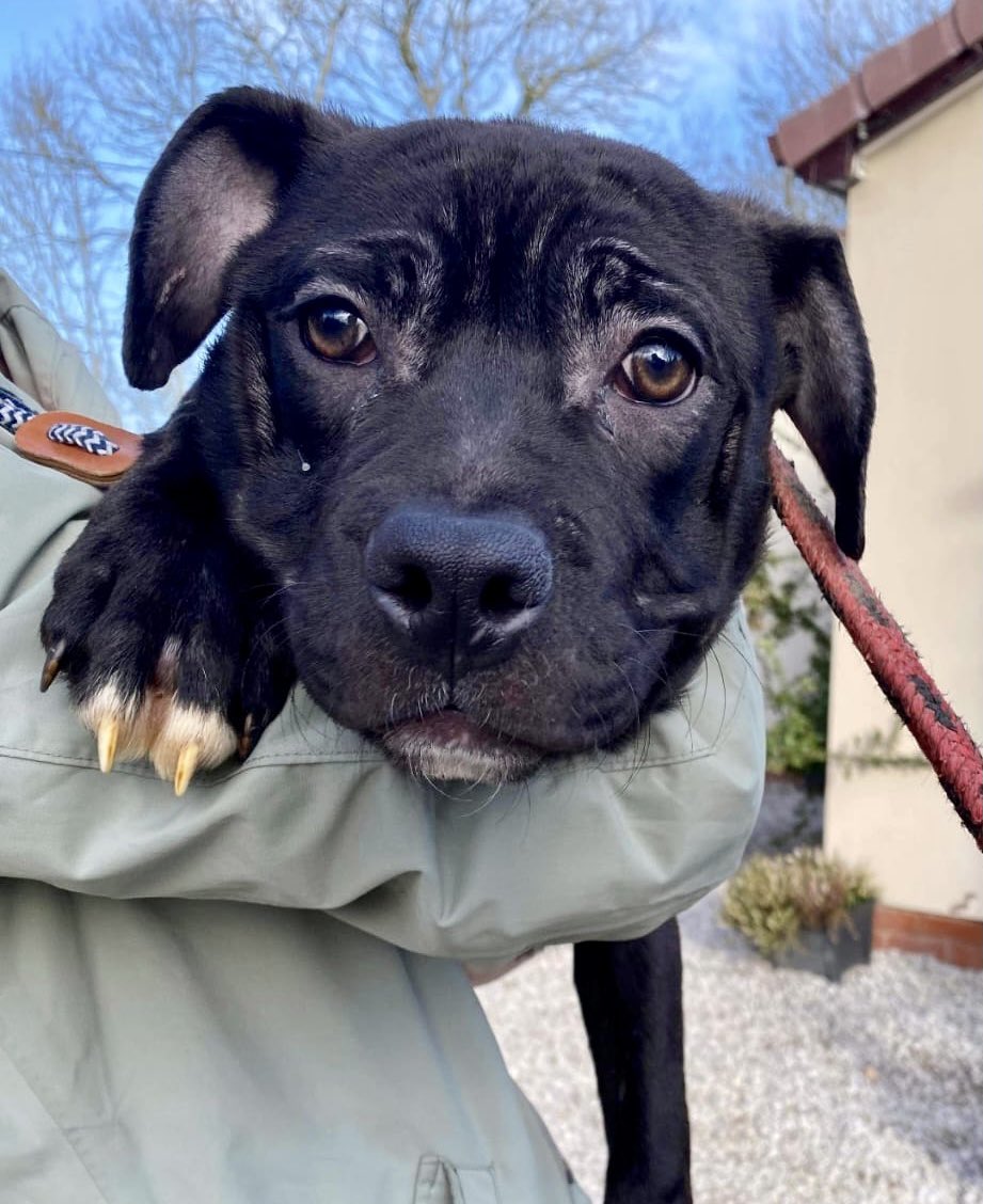 Dogs4Rescue's tweet photo. The next desperate plea for a boy in the pound. It will be a stretch but should we?!! 
#dogsoftwitter https://t.co/HXzfgNSpOL