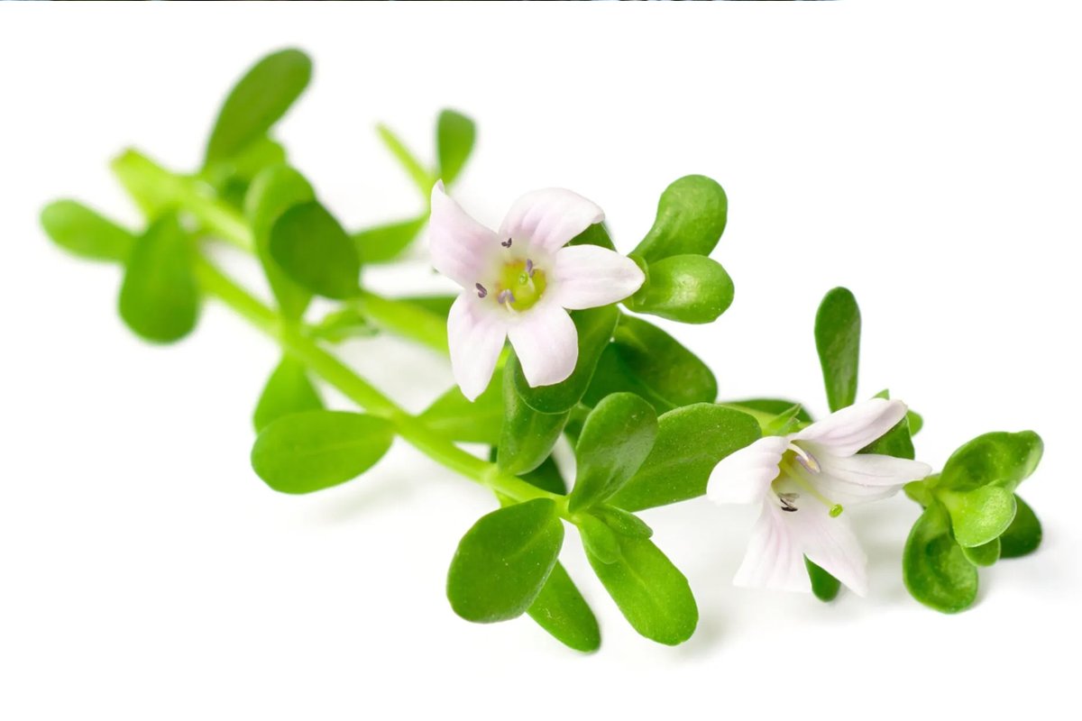 _HealingOracle_'s tweet image. New post (Remember the Herb Brahmi Ghrita to aid mental decline and Dementia) has been published on Healing Oracle - healingoracle.ch/2022/02/07/rem…