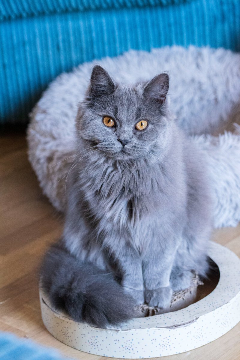 HappyCa89653103's tweet photo. Hello my name is Holly😍

 #CatsOfTwitter #cats #longhaired #Britishblue https://t.co/5GHcU8Ryt3