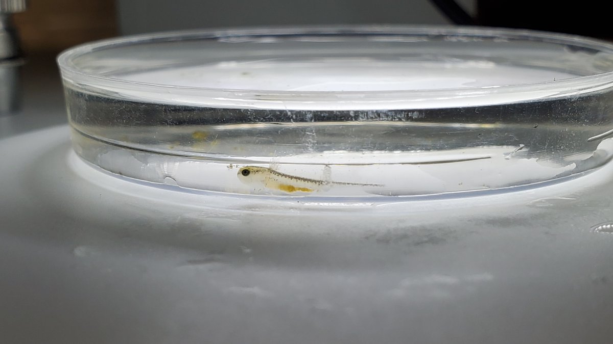 SeeMargaux's tweet photo. Day 12 - note the reduction in the yolk sac. I'm 99% sure I saw this one eat a microworm this day. https://t.co/S8YUhn1C93