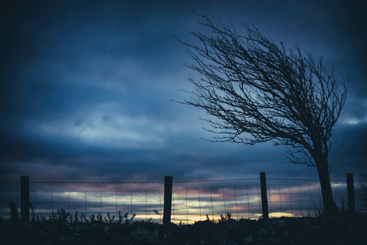 GlavindStrachan's tweet photo. #rowan #windswept by #BenchTor on #Dartmoor https://t.co/xn8QoNTmH0