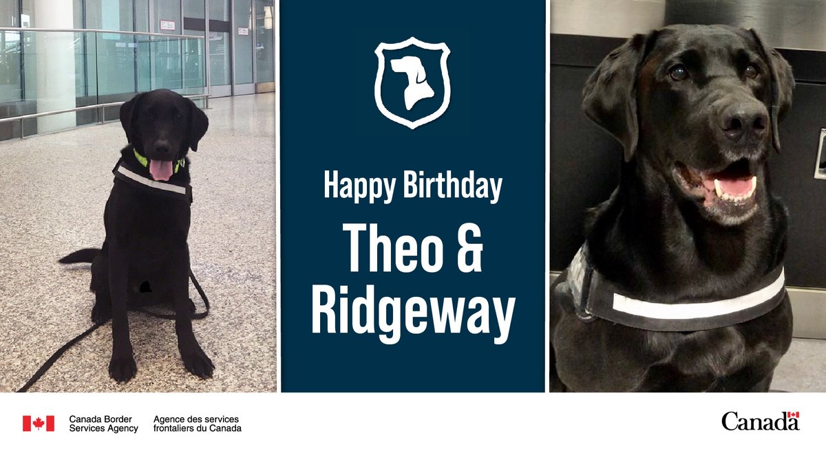 kong cloud collar canada