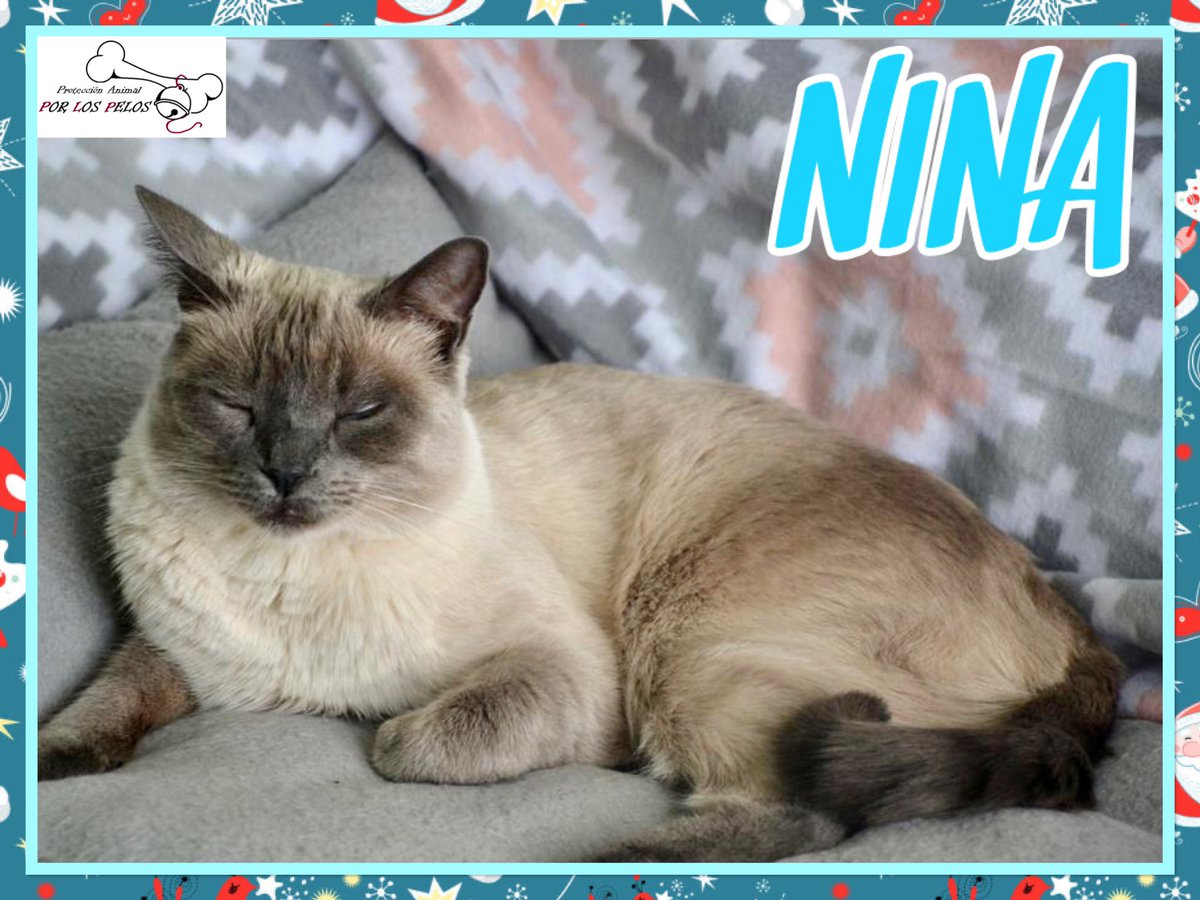 PerreraToledo's tweet photo. •NINA• preciosa #gatita #siamesa 3años. Encerrada en una jaula desde que nació, fue rescatada y ahora ya está lista para encontrar una familia para siempre. Es positiva a calicovirus, controlado y en tratamiento. 👉 https://t.co/JZW9UNTprj https://t.co/uD1jWs3soy