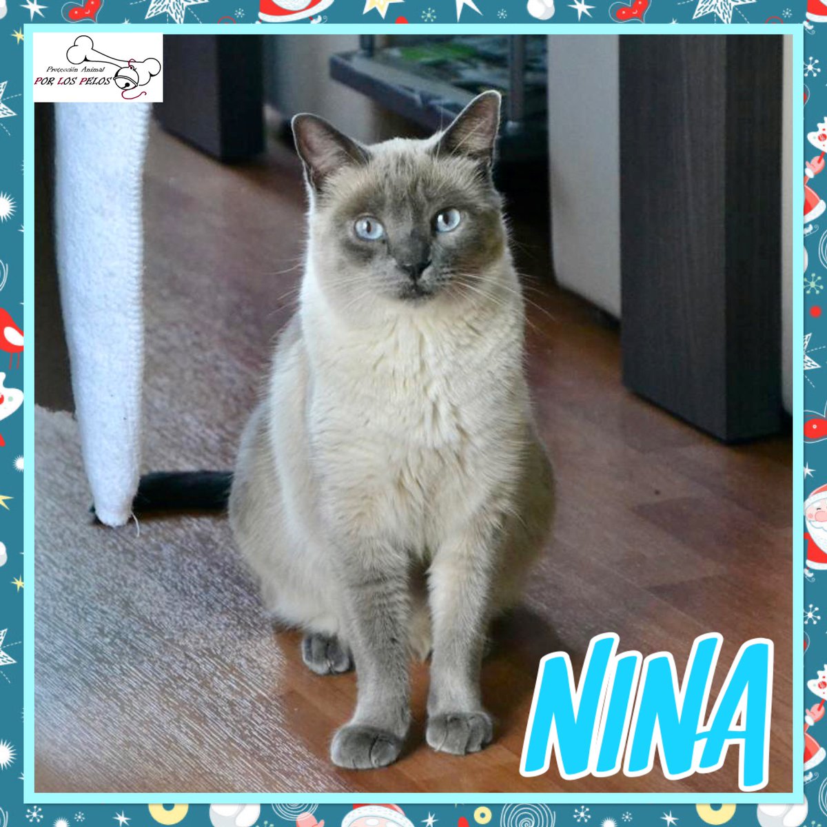 PerreraToledo's tweet photo. •NINA• preciosa #gatita #siamesa 3años. Encerrada en una jaula desde que nació, fue rescatada y ahora ya está lista para encontrar una familia para siempre. Es positiva a calicovirus, controlado y en tratamiento. 👉 https://t.co/JZW9UNTprj https://t.co/uD1jWs3soy
