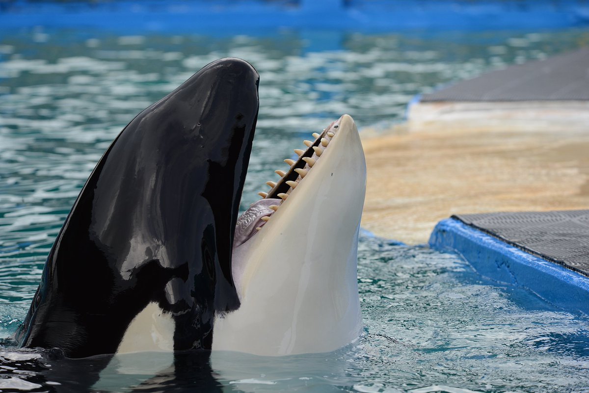 URGENT: Lolita the orca is reportedly DEATHLY SICK from pneumonia 🚨

She’s suffered in the world’s smallest orca tank for more than FIVE DECADES and could now die any day.

PETA is calling on <a href="/MiamiSeaquarium/">Miami Seaquarium</a> to shut down before any more animals suffer and die in its tanks!