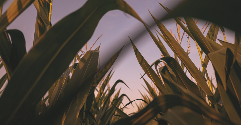 BrevantseedsUS's tweet photo. As you make decisions for the 2022 season, keep corn rootworm protection in mind. Brevant® brand #Qrome products are proven – and they top plots across the Corn Belt.