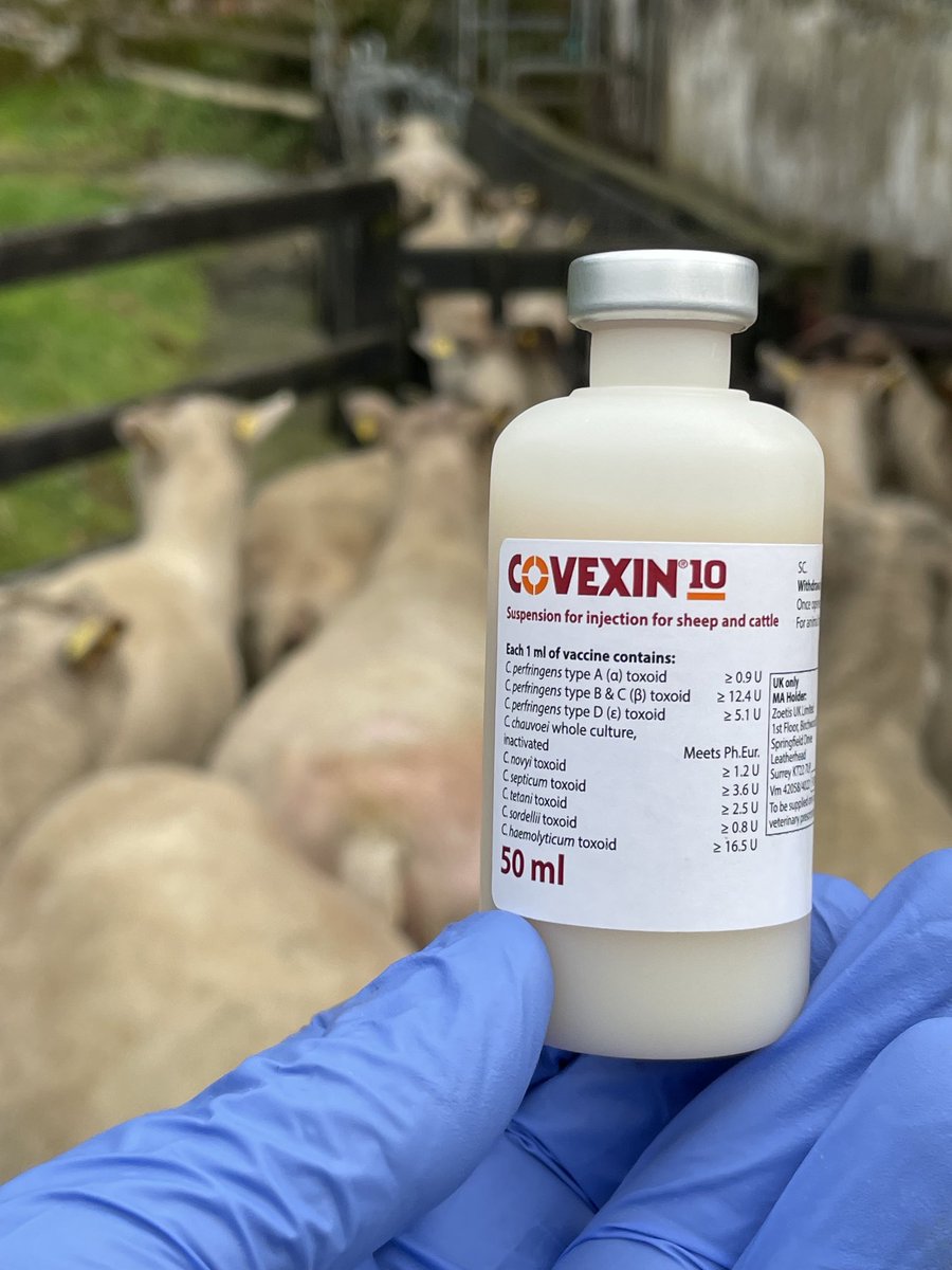 ChavasseCharles's tweet photo. Whole flock annual booster with Covexin 10 ahead of lambing next month. We did the ewes, ewe lambs and we didn’t forget to do the rams! https://t.co/yNhUaNA2EY