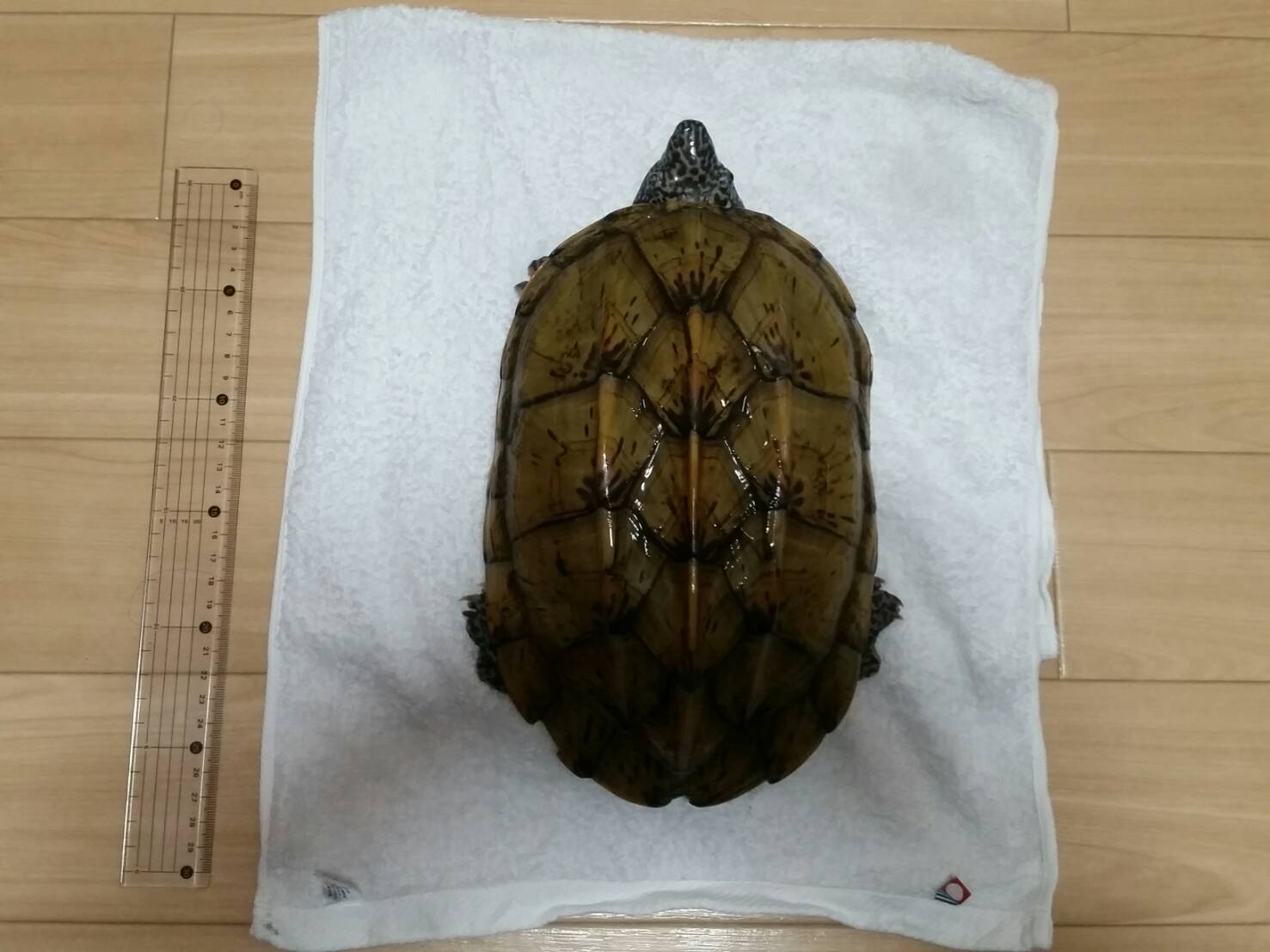 Uzivatel えびす Na Twitteru Cbとwcの比較 1枚目 Cb 2 4枚目 Wc Cb Wcと記載がある販売個体で たまに ん と思う時もある たくさんの個体を見て目が越えてくると 顔つきでだいたいオスかメスかもわかります 犬 猫でも 男顔と女顔がありますよね