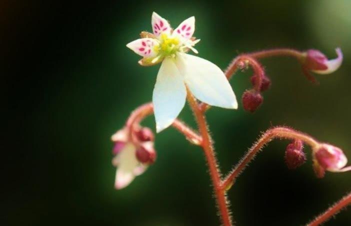 えっちゃん Rt Lilacblueblue 2月8日の花 ユキノシタ 花言葉 好感 ユキノシタ科ユキノシタ属 由来 雪が積もっても その下に緑の葉がある為 原産地 日本 中国 デール カーネギー 米国作家 人に 好感 を持たれたければ 誰に対しても挨拶をする事だ