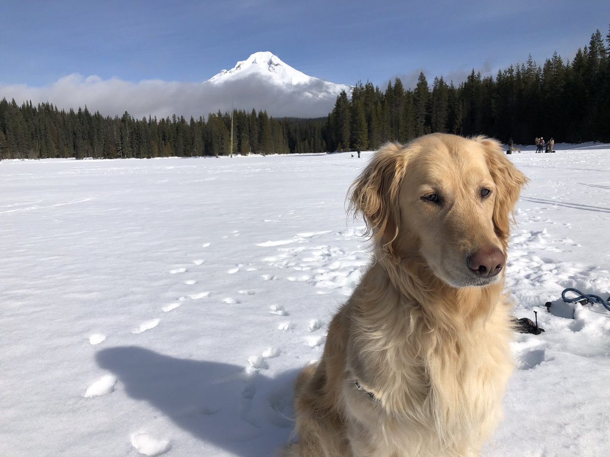 Bryce Olson tweet media