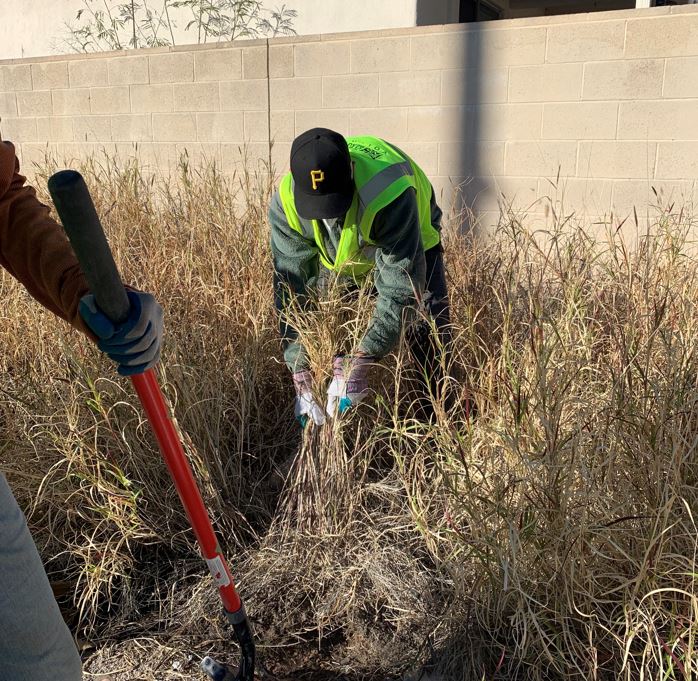 cityoftucson's tweet photo. Thank you to the 8 volunteers who came out last Friday to help pull buffelgrass. We collected a total of 12 bags of buffelgrass at the end. #TeamUpToCleanUpTucson #TeamUpToCleanUp https://t.co/dLzcXNcsCn
