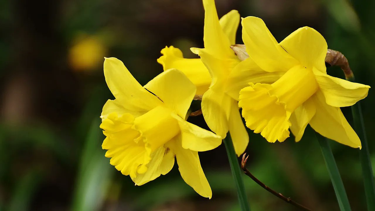 メリアルーム 土日祝いいねお休みです 今日の花 2月8日の誕生日花は ラッパ水仙 花言葉は 尊敬 です この日生まれの人は ナイーブな夢追い人 少年少女のようなロマンチックな感性の持ち主 純粋ピュアな心をいつまでも大切に 2月8日