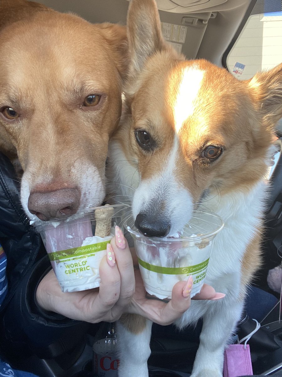 Annie Moore (@anymoresports) on Twitter photo Pup Cups from <a href="/HeineBrosCoffee/">Heine Brothers Coffee</a> because mom can’t have nice things in peace anymore 🤎 Pup Cups from <a href="/HeineBrosCoffee/">Heine Brothers Coffee</a> because mom can’t have nice things in peace anymore 🤎