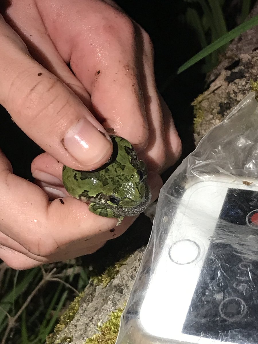 UNDERC (@ndfieldecology) on Twitter photo Congratulations to UNDERC Fellow <a href="/mc_leverett/">Mary C Leverett</a> for successfully defending their dissertation! Dr. Leverett studied mating #behavior in treefrogs using field and modeling approaches. #fieldwork #frogs #sexualselection <a href="/NDBios/">Notre Dame Biology</a> <a href="/NDscience/">Notre Dame Science</a> Congratulations to UNDERC Fellow <a href="/mc_leverett/">Mary C Leverett</a> for successfully defending their dissertation! Dr. Leverett studied mating #behavior in treefrogs using field and modeling approaches. #fieldwork #frogs #sexualselection <a href="/NDBios/">Notre Dame Biology</a> <a href="/NDscience/">Notre Dame Science</a>