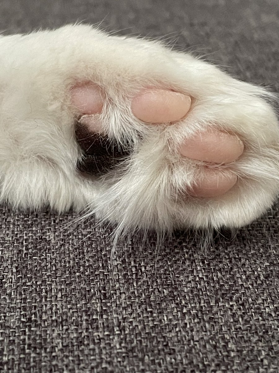 RhinosaurCos's tweet image. In case you needed multi-color beans