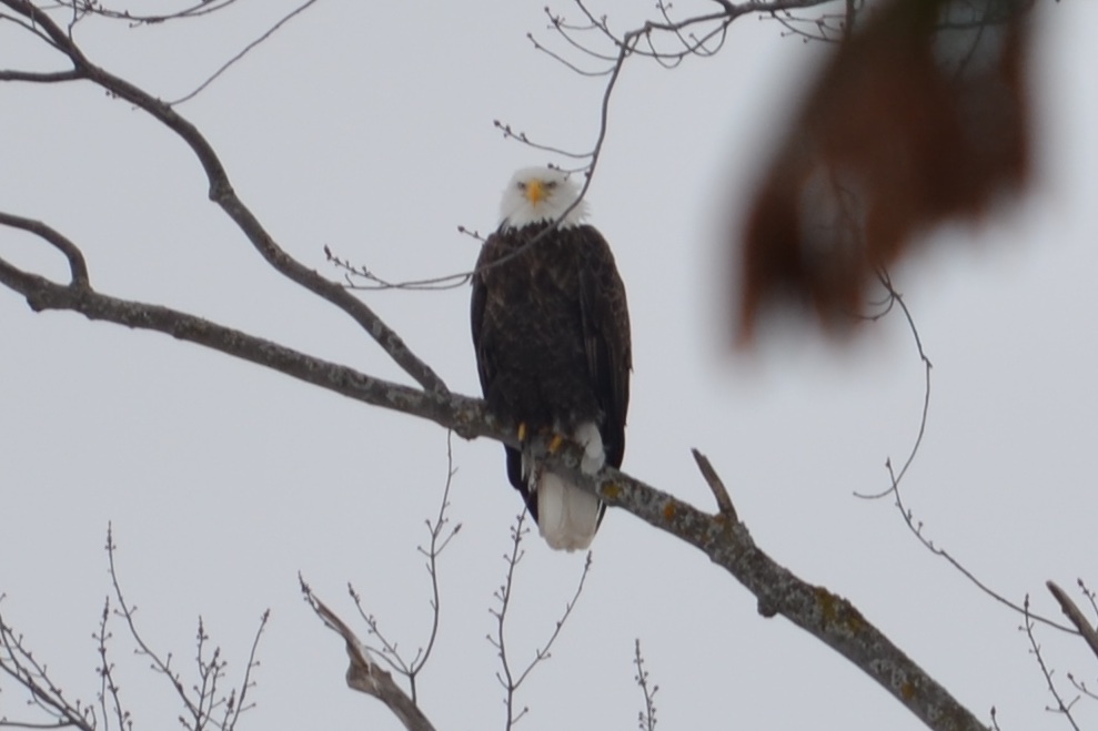 Braden Van Nynatten tweet media