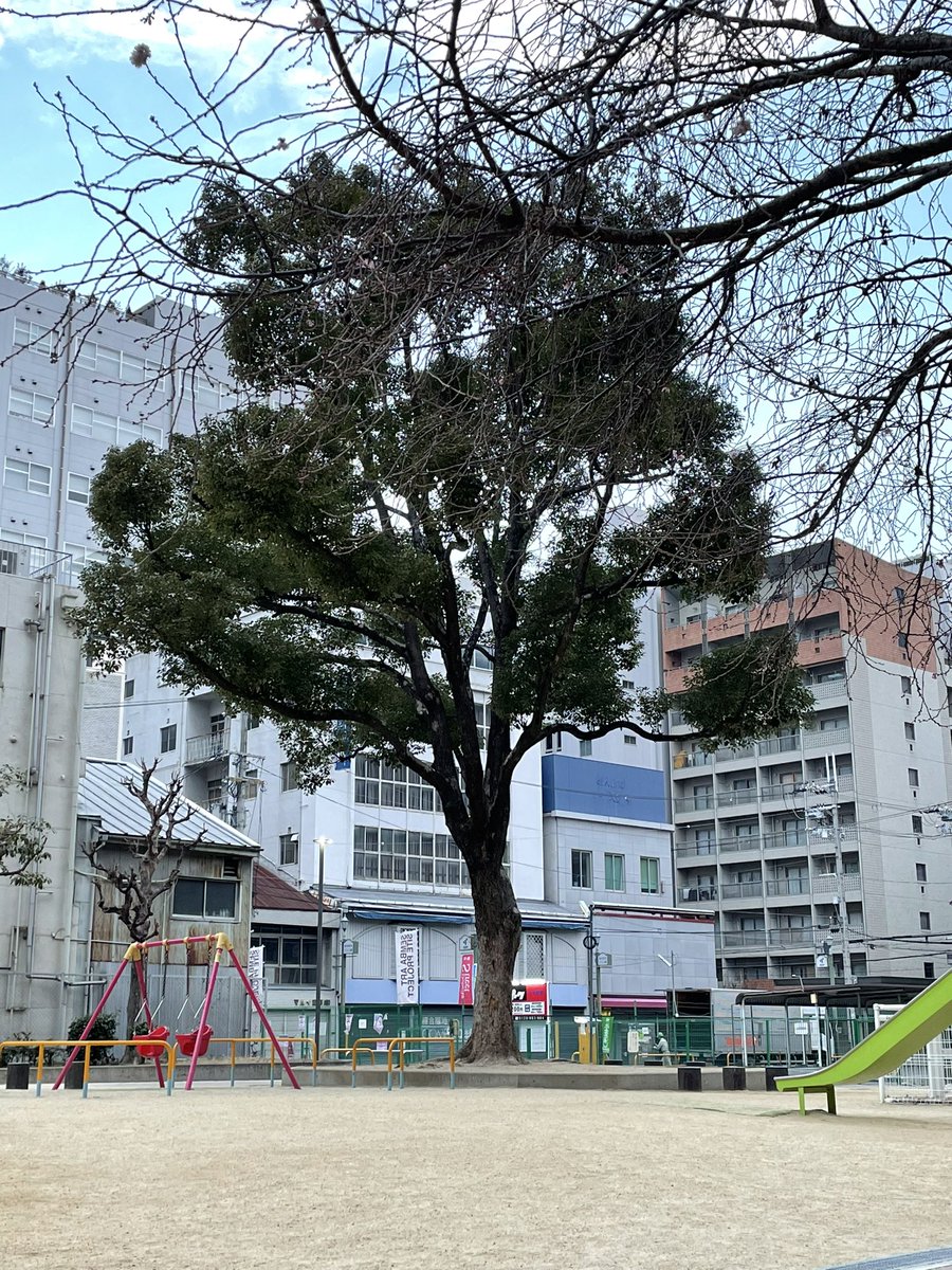 YAS46793133's tweet photo. スキージャンプ混合団体で、まさかの規定違反😥
万全を期して挑んだ筈でも隙が出た。
ただ、それでも諦めずにやり遂げる力が本当の一流☝️
大切な教訓を教えて頂いた。
段取り八分。残りの二分はマインドだな😉
まだ2月。何故か桜が咲いている🌸
今日も段取りを丁寧に✌️
#公園
#段取り八分
#早桜 https://t.co/Vn7jOEUSpS
