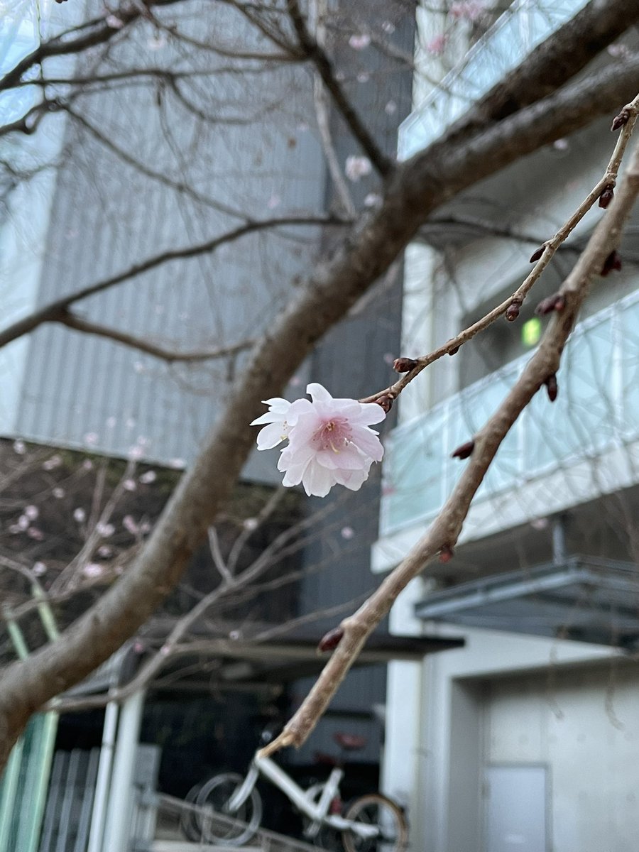 YAS46793133's tweet photo. スキージャンプ混合団体で、まさかの規定違反😥
万全を期して挑んだ筈でも隙が出た。
ただ、それでも諦めずにやり遂げる力が本当の一流☝️
大切な教訓を教えて頂いた。
段取り八分。残りの二分はマインドだな😉
まだ2月。何故か桜が咲いている🌸
今日も段取りを丁寧に✌️
#公園
#段取り八分
#早桜 https://t.co/Vn7jOEUSpS