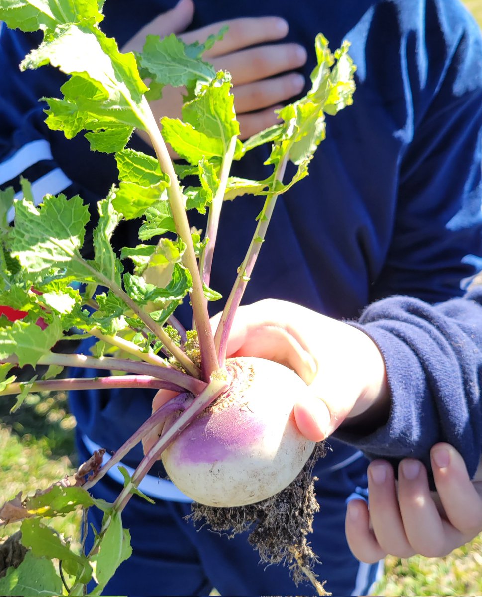 PackerRTGG (@packerrtgg) on Twitter photo Root veggies are always a surprise! Kindergartens boys & girls <a href="/RobisonES/">Robison ES</a> harvested turnips, beets and radishes today to make room for spring veggies.
<a href="/readygrowgarden/">Ready to Grow Garden</a> <a href="/CFISDScience/">CFISD Science</a> Root veggies are always a surprise! Kindergartens boys & girls <a href="/RobisonES/">Robison ES</a> harvested turnips, beets and radishes today to make room for spring veggies.
<a href="/readygrowgarden/">Ready to Grow Garden</a> <a href="/CFISDScience/">CFISD Science</a>